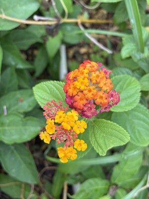 s-IMG_3633