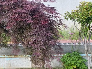 s-IMG_2649