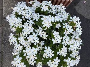 s-IMG_2751