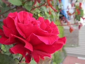 IMG_1195