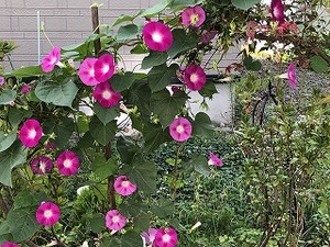 IMG_0726