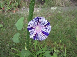 IMG_1368
