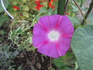 IMG_1374