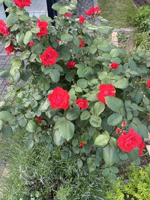 s-IMG_2630