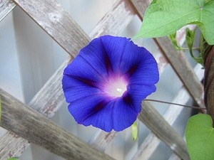 IMG_1354