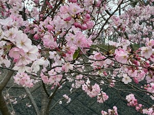 s-IMG_3355