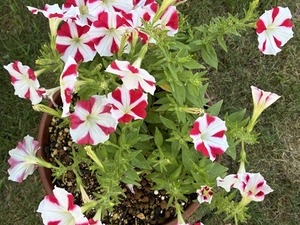 s-IMG_2754