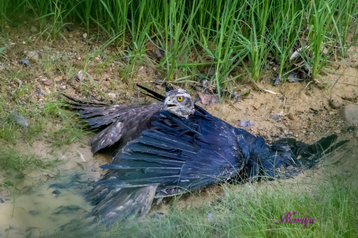 オオタカとカラスの死闘 バイオリン Fiddle も鳥見も楽しいやん オオタカとカラスの死闘 バイオリン Fiddle も鳥見も楽しいやん