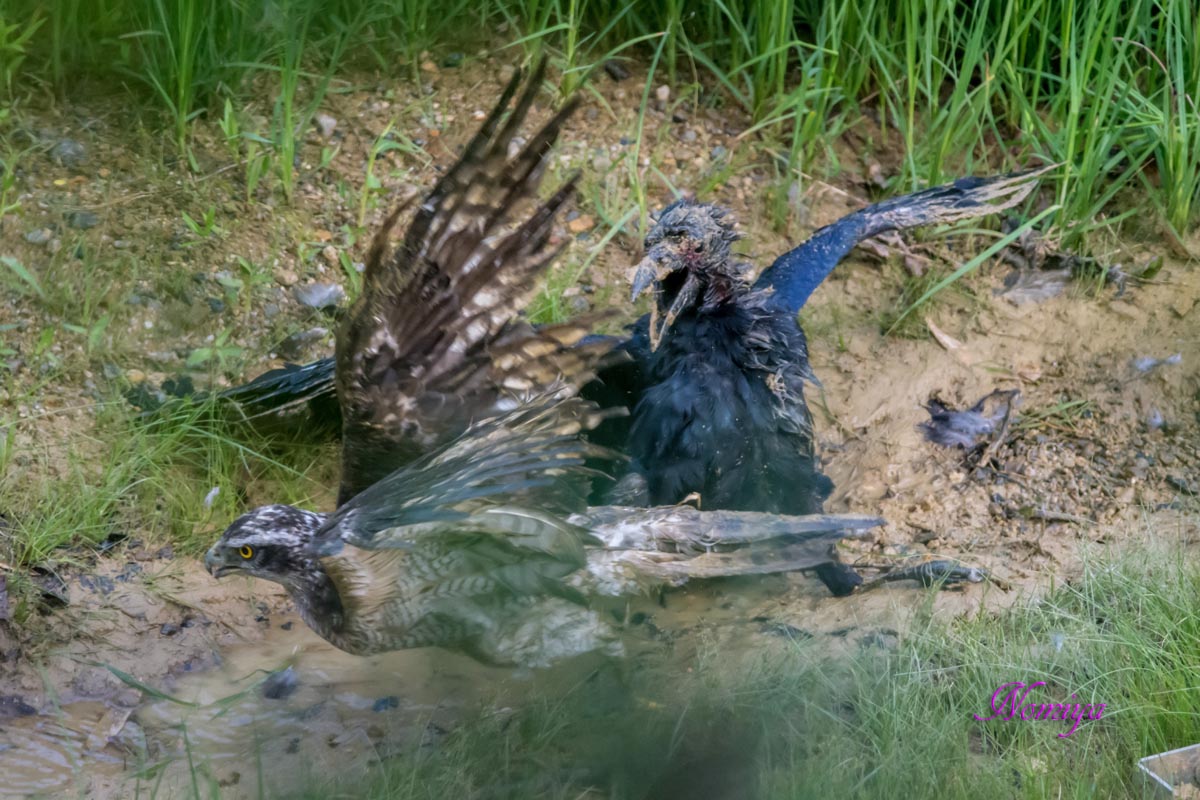 オオタカとカラスの死闘 バイオリン Fiddle も鳥見も楽しいやん オオタカとカラスの死闘 バイオリン Fiddle も鳥見も楽しいやん