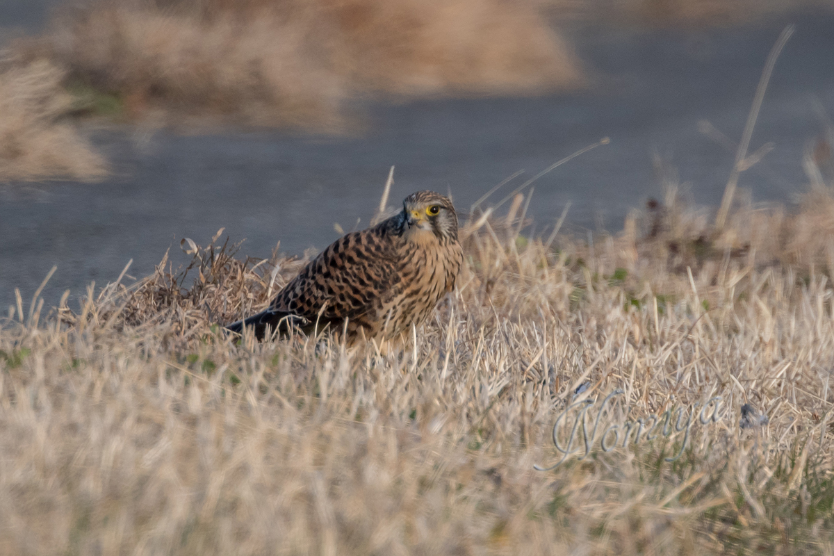 チュウヒ ノスリ チョウゲンボウ タゲリ ケリ コチドリ バイオリン Fiddle も鳥見も楽しいやん