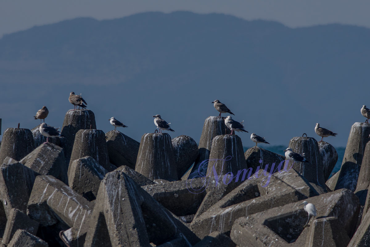 海巡り カモメ ヒメウ等 バイオリン Fiddle も鳥見も楽しいやん 海巡り カモメ ヒメウ等 バイオリン Fiddle も鳥見も楽しいやん