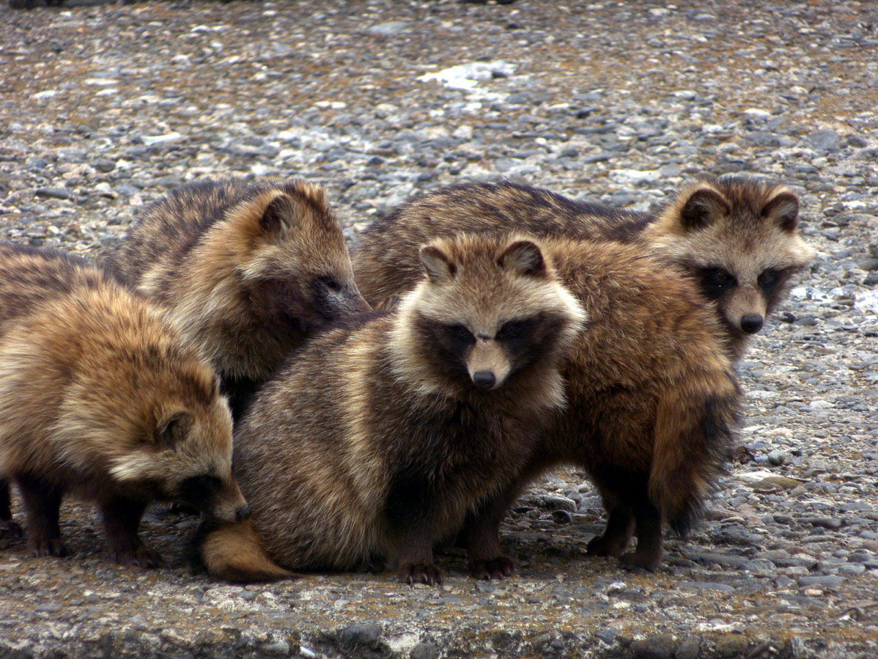 タヌキ : バイオリン（Fiddle)も鳥見も楽しいやん