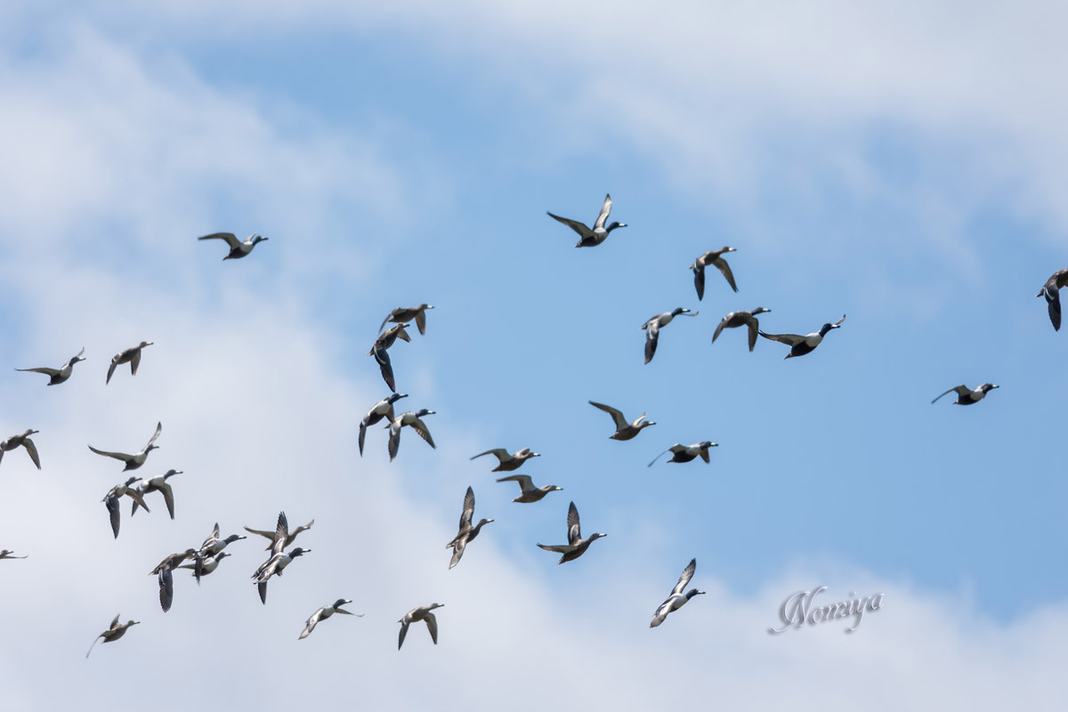 3 15 ツバメの群れ初認 ホシハジロ ハシビロガモ等 バイオリン Fiddle も鳥見も楽しいやん
