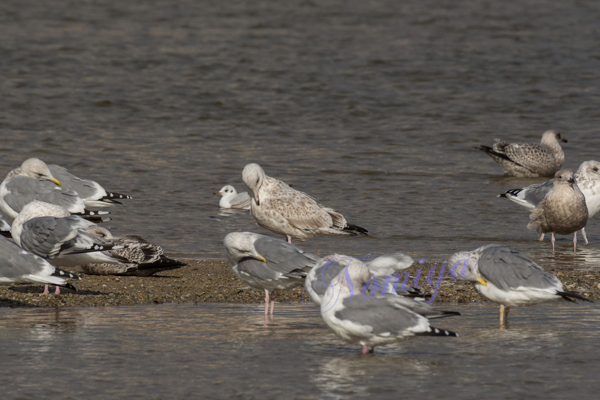 高品質！ニシセグロカモメ　Herring gull　頭骨 高品質！ニシセグロカモメHerring gull頭骨