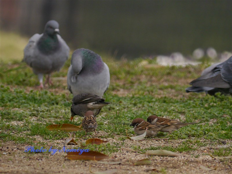 鳥練習 ケリの交尾 バイオリン Fiddle も鳥見も楽しいやん 鳥練習 ケリの交尾 バイオリン Fiddle も鳥見も楽しいやん