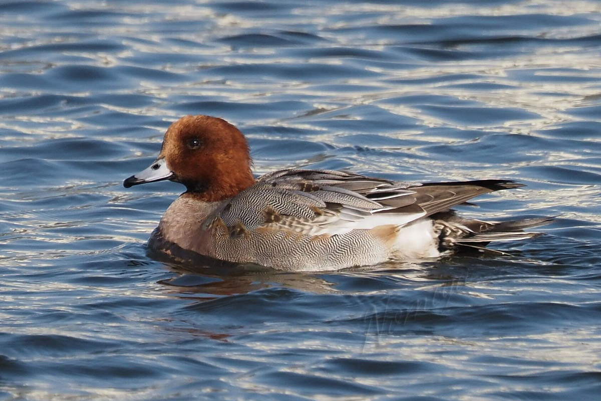 ヒドリガモ オカヨシガモ バイオリン Fiddle も鳥見も楽しいやん