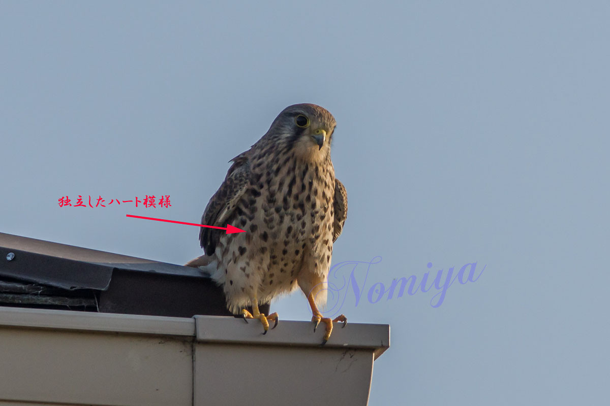 チョウゲンボウ 成鳥 幼鳥の違い バイオリン Fiddle も鳥見も楽しいやん チョウゲンボウ 成鳥 幼鳥の違い バイオリン Fiddle も鳥見も楽しいやん