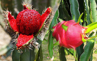 pitaya_pitahaya_secundaria