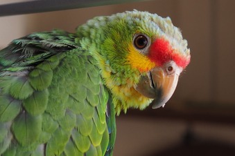 P8154526