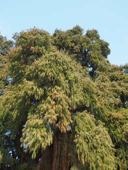 P1170455