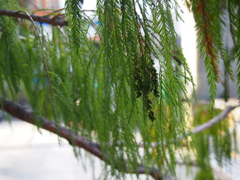 P1170478