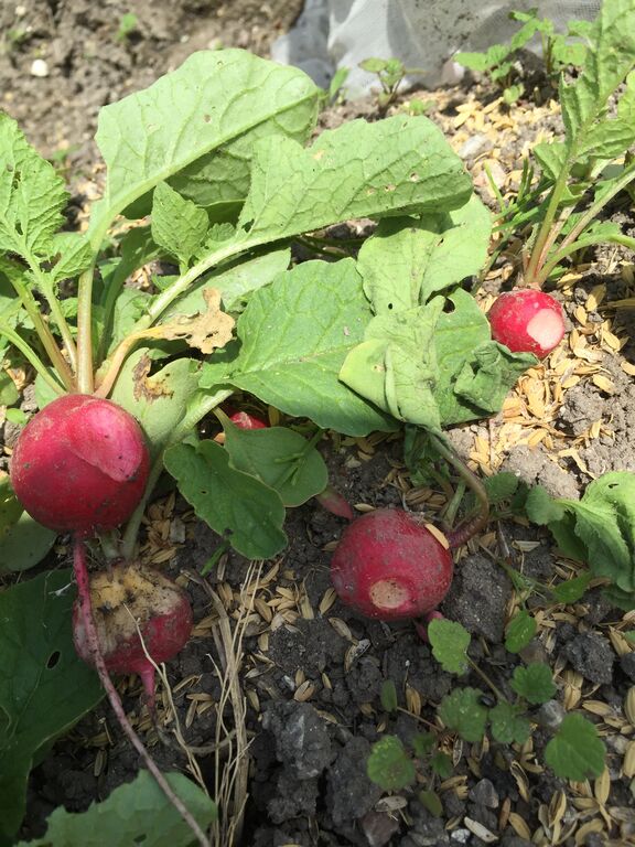 ラディッシュの虫対策と栄養 すきま時間で家庭菜園