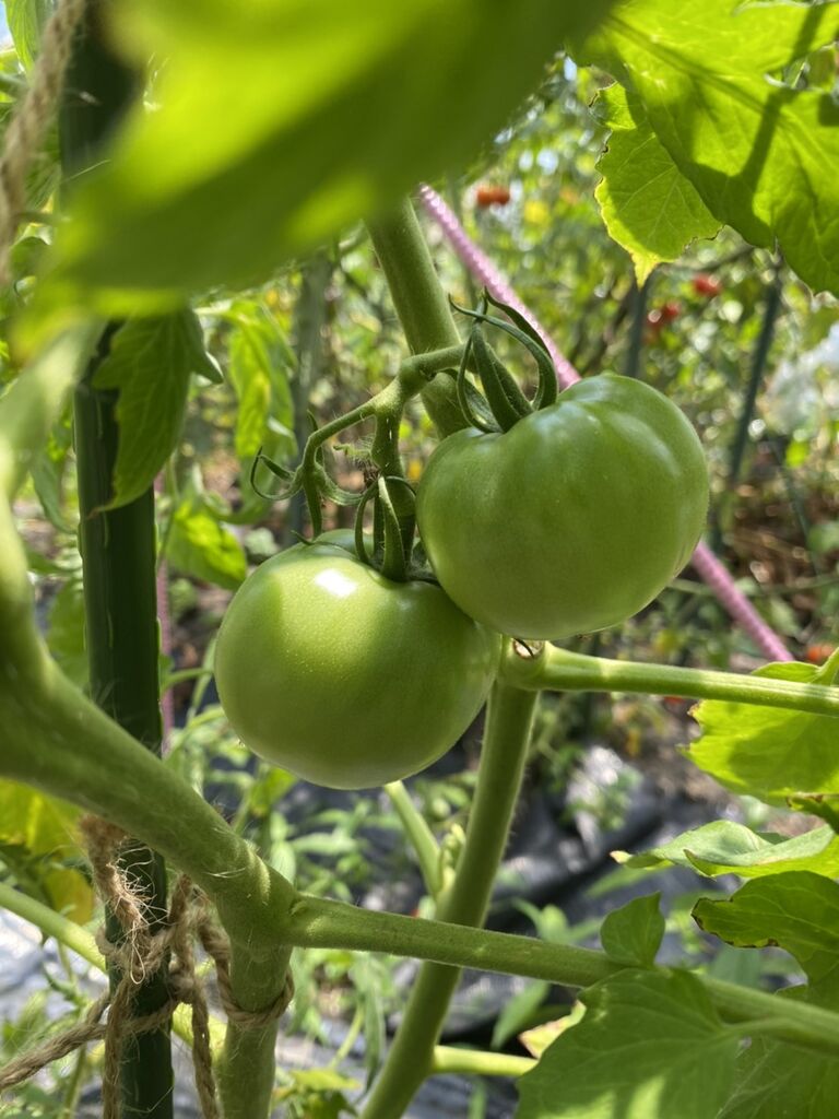 簡単 100円ジョップのおススメ 大玉トマトの害虫対策 すきま時間で家庭菜園