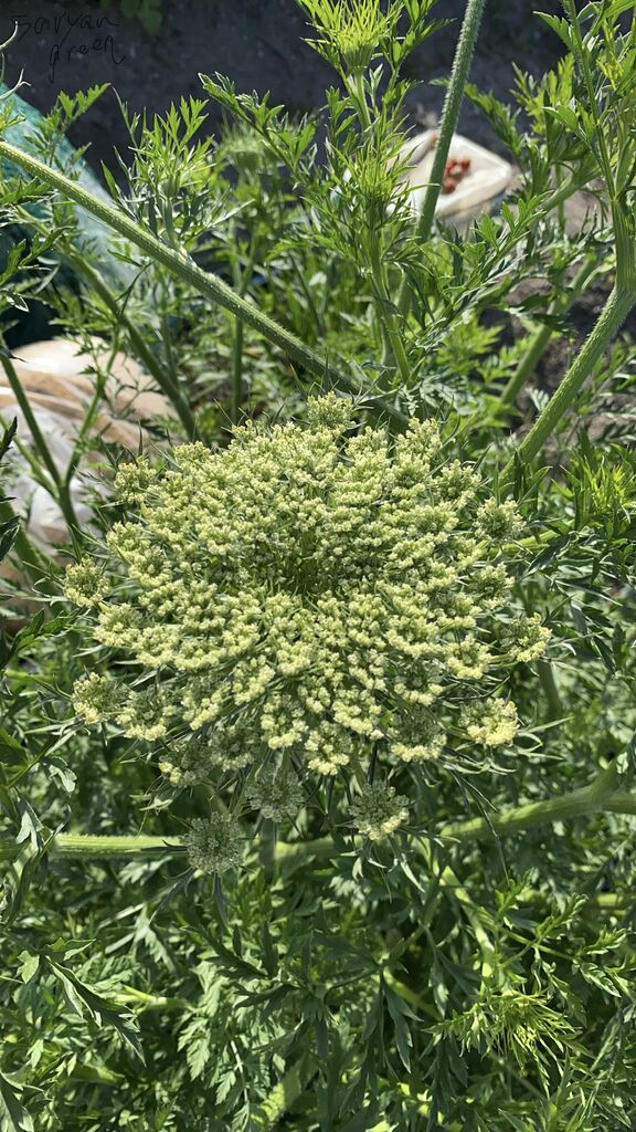 人参花 ミニトマト 赤玉ねぎ収穫 スナックえんどう葉っぱの白い粉 夏 秋野菜の成長 すきま時間で家庭菜園 人参花 ミニトマト 赤玉ねぎ収穫 スナックえんどう葉っぱの白い粉 夏 秋野菜の成長 すきま時間で家庭菜園