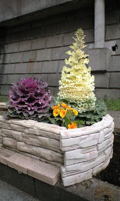 葉牡丹 雨天決行blog Tattooのある普通の毎日