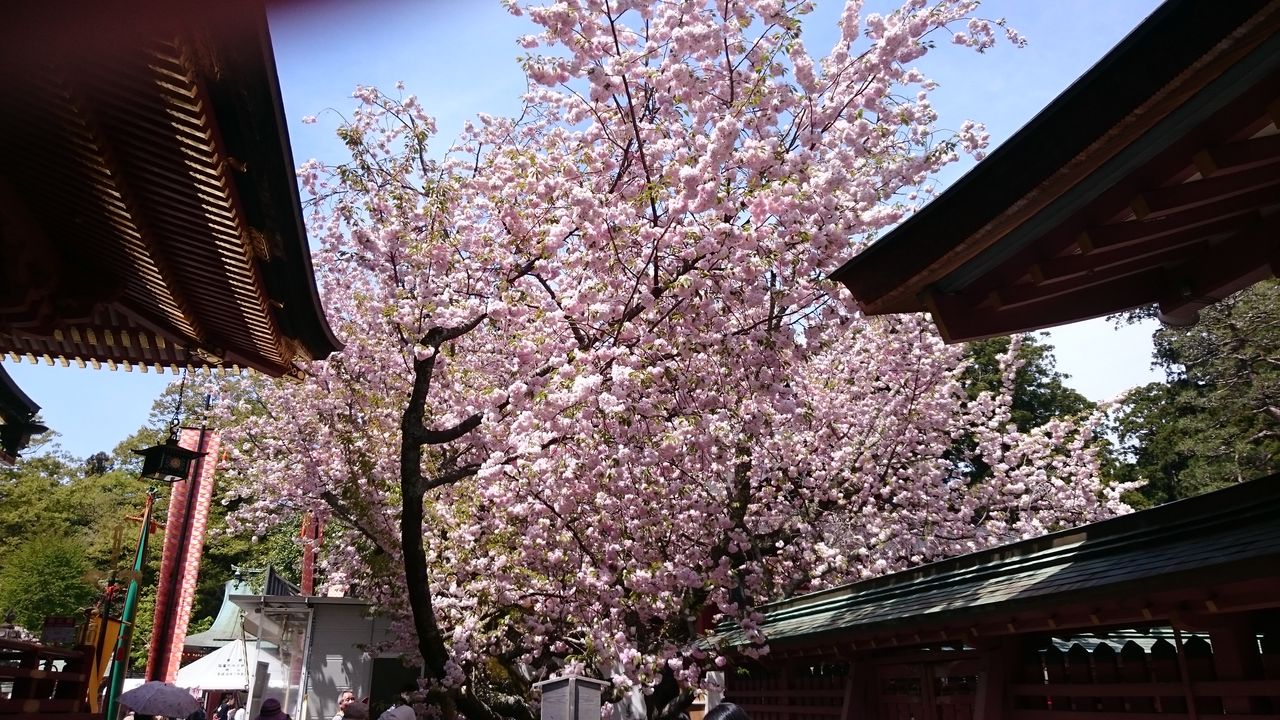 鹽竈神社花まつり ササキ歯科クリニック