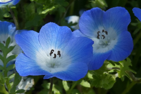 人気ショップが最安値挑戦 ダンヒル 長財布 メンズ Dunhill 18f2180ca001 ブラック 並行輸入品 目玉 送料無料