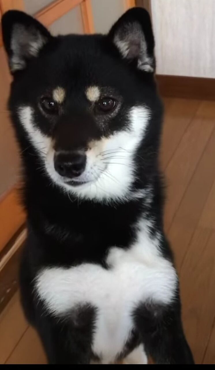 なぁ この柴犬ちょっと美人すぎじゃないか スパロボニュース なぁ この柴犬ちょっと美人すぎじゃないか スパロボニュース