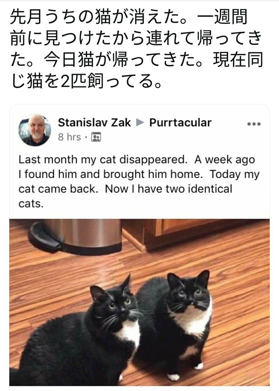 画像 海外おじさん 現在同じ猫を2匹飼っている スパロボニュース 画像 海外おじさん 現在同じ猫を2匹飼っている スパロボニュース
