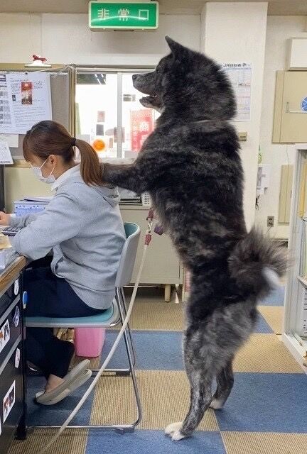 1歳の秋田犬がデカすぎる 日本唯一の大型犬 国の天然記念物 画像あり スパロボニュース 1歳の秋田犬がデカすぎる 日本唯一の大型犬 国の天然記念物 画像あり スパロボニュース