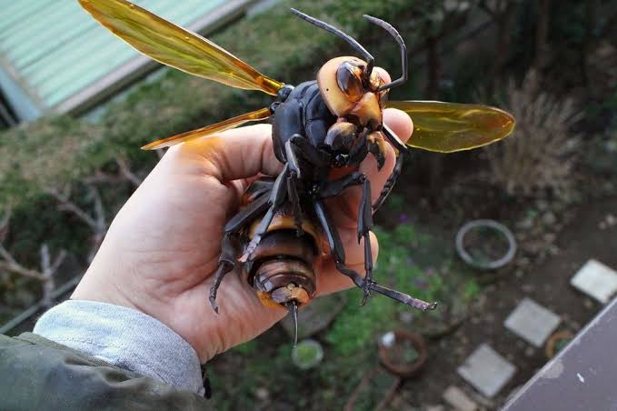 俺一回カブトムシぐらいでかいスズメバチの死骸見たことあるんだがあれなんだったんだろ スパロボニュース