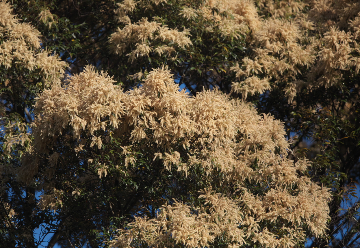山はシイの木の花で黄金色 Sasamedakaのブログ