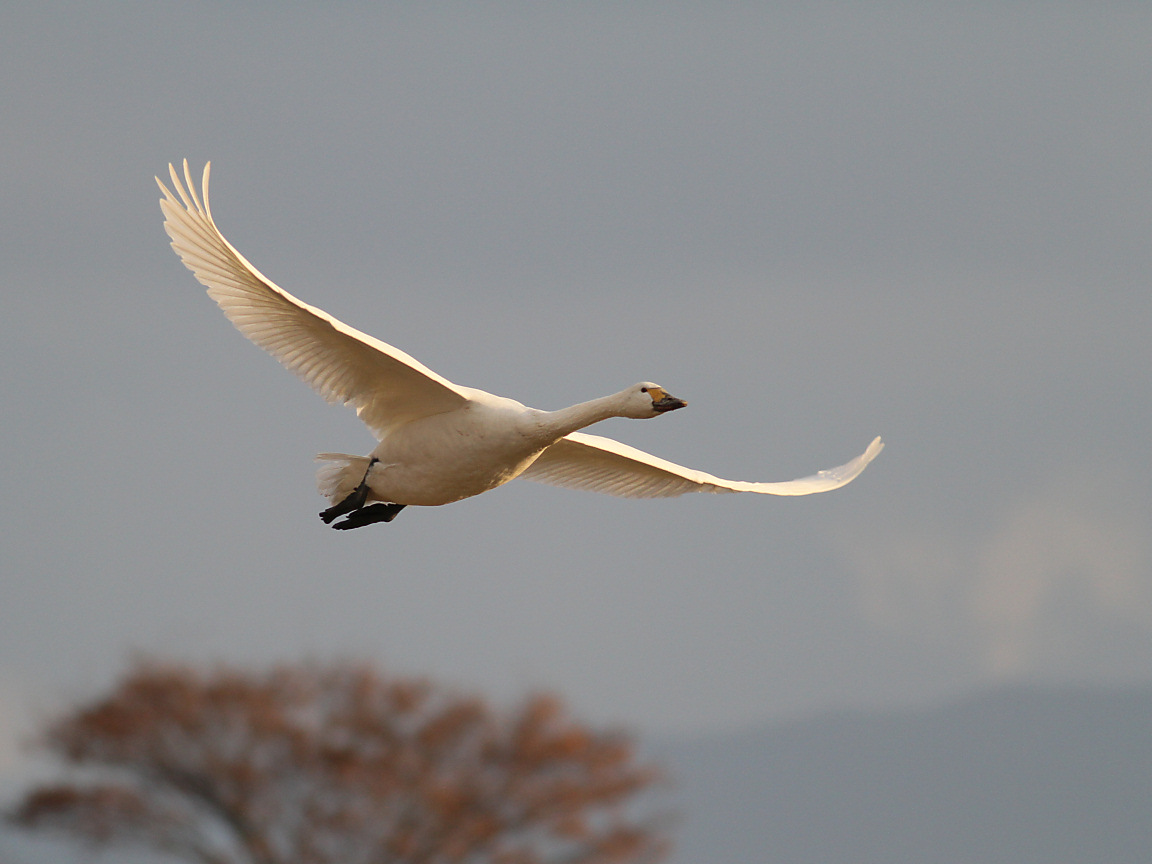 虹をバックに白鳥が飛ぶ Sasamedakaのブログ