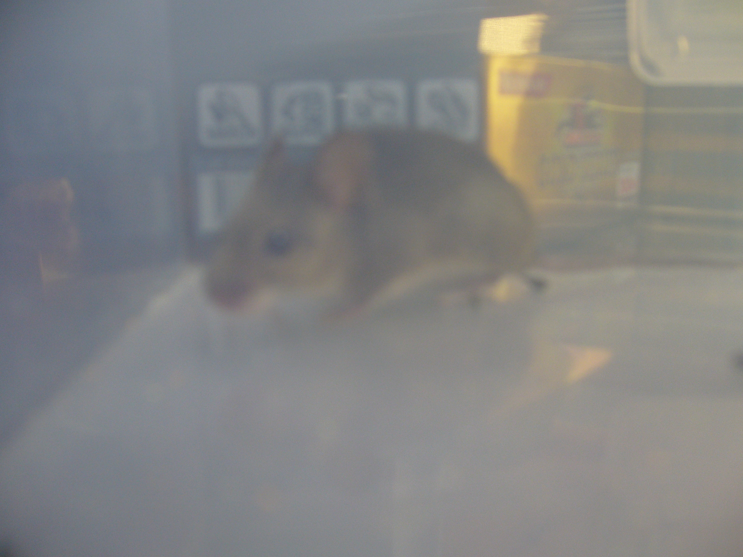 ねずみ捕まえた ささやかな楽しみ