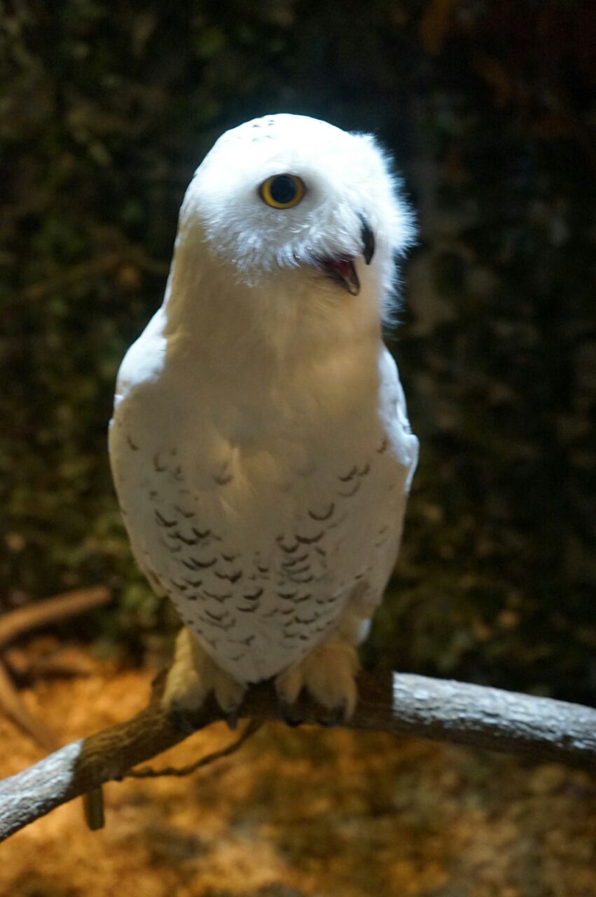 ハウステンボス フクロウの森 ふるさと再発見