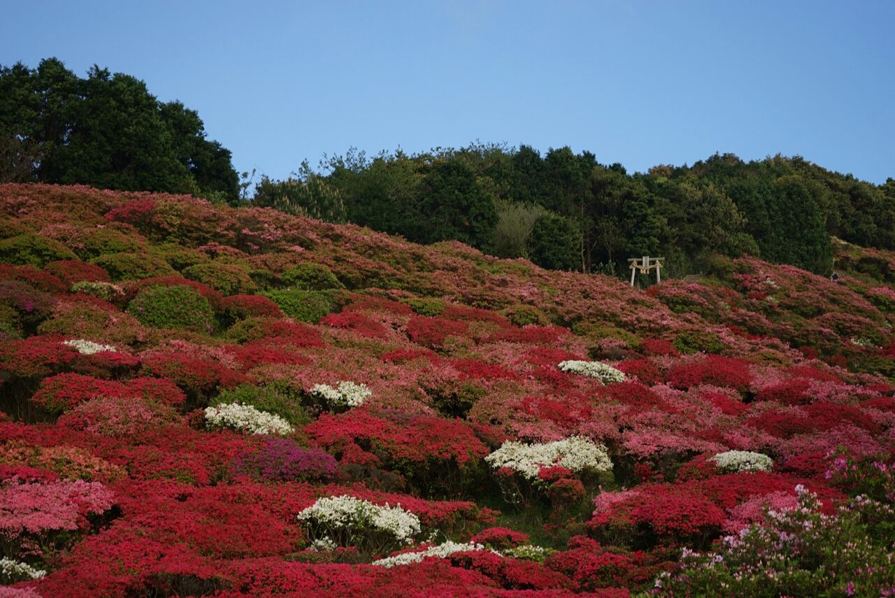 長串山公園 つつじの開花情報 ふるさと再発見
