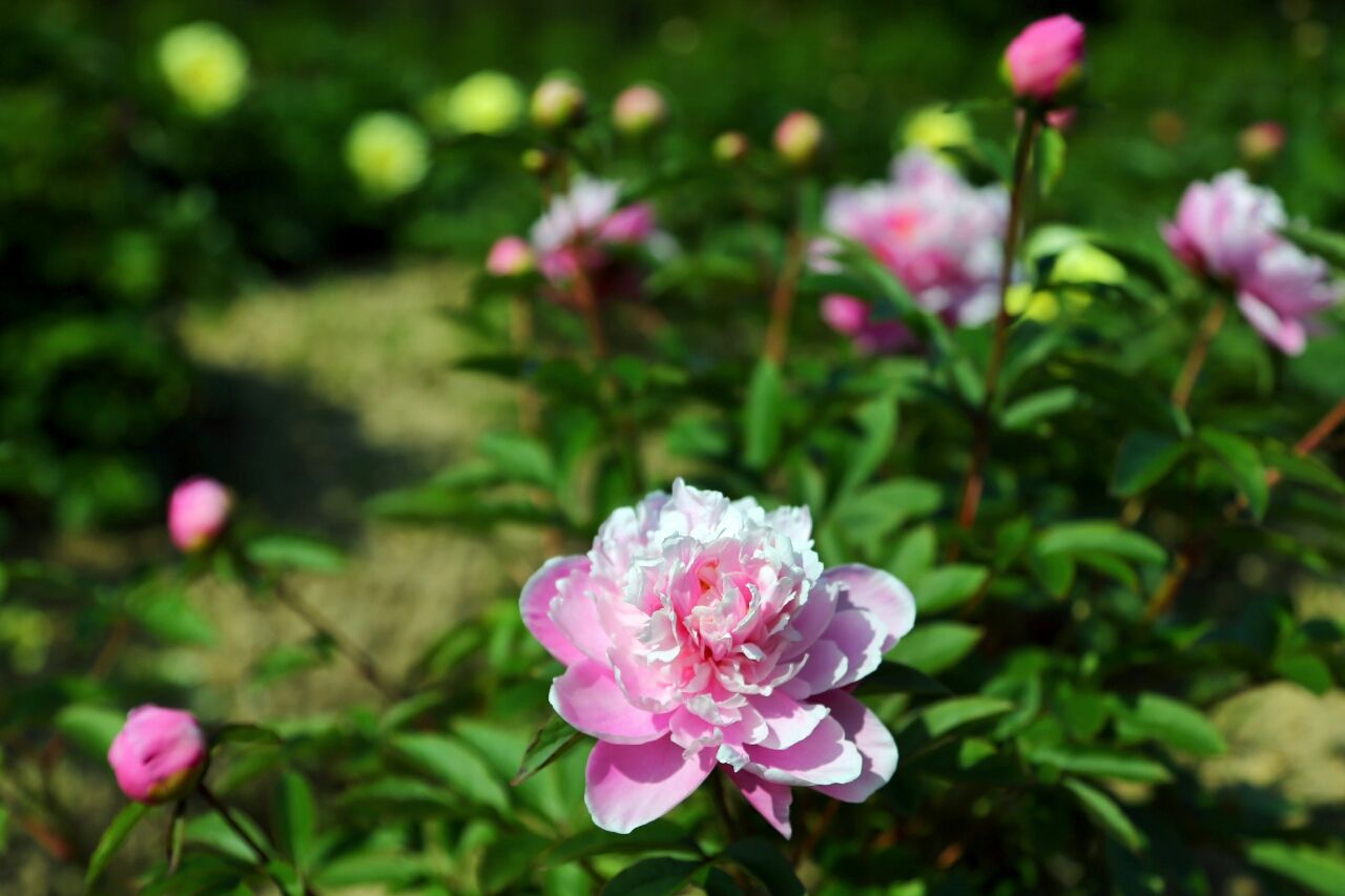 佐世保花園 芍薬の開花情報 ふるさと再発見