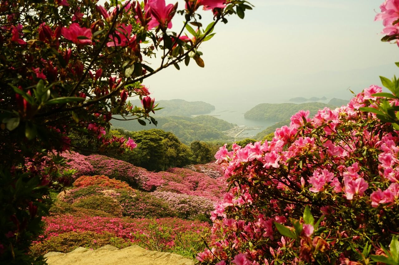 長串山公園 つつじの開花情報 ふるさと再発見