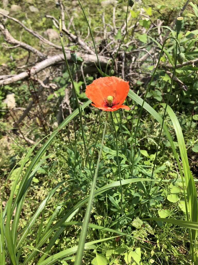 ひなげしの花 ヒナゲシの花 Bushikowatashijry ひなげしの花 ヒナゲシの花 Bushikowatashijry