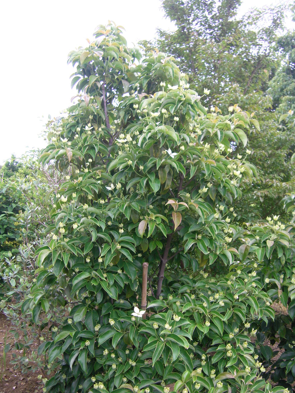 ヤマボウシ Sasikiの雑記帳