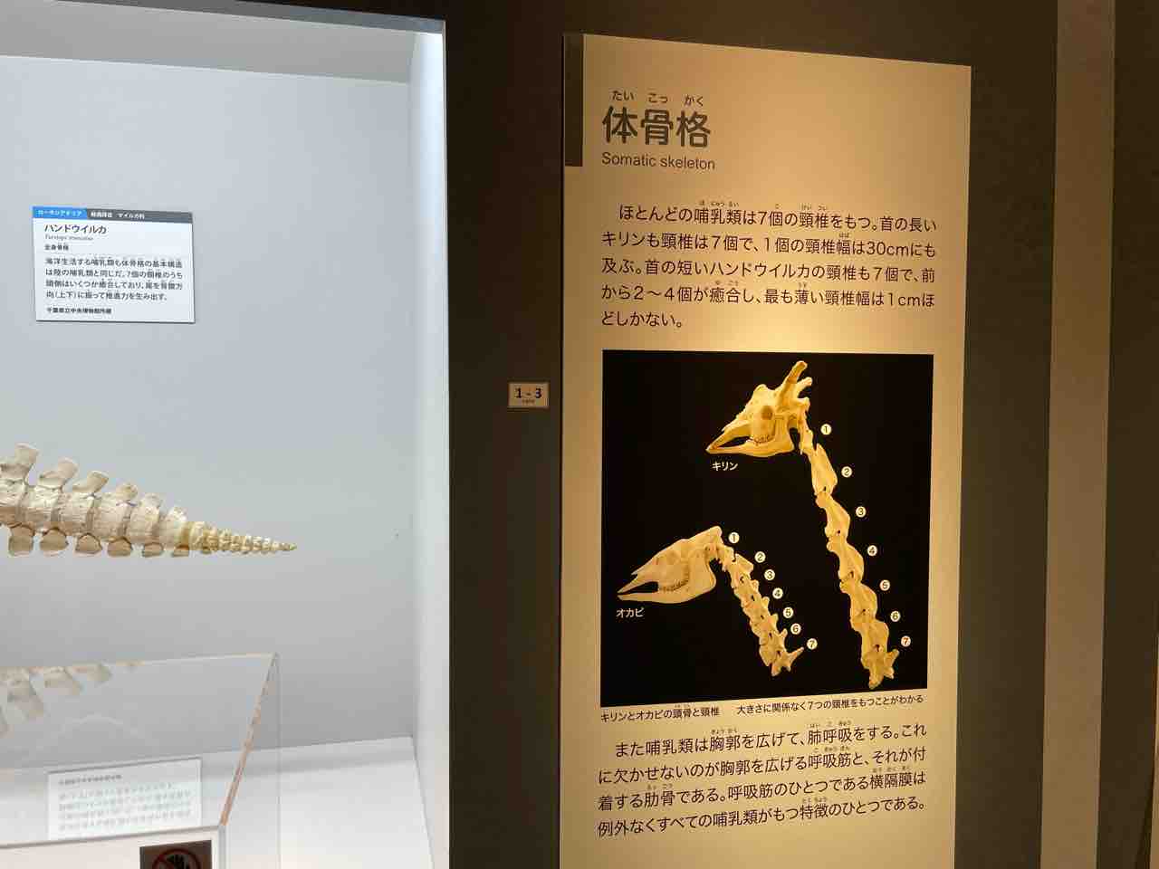 国立科学博物館】哺乳類の秘密を知れる！？大哺乳類展3-わけて