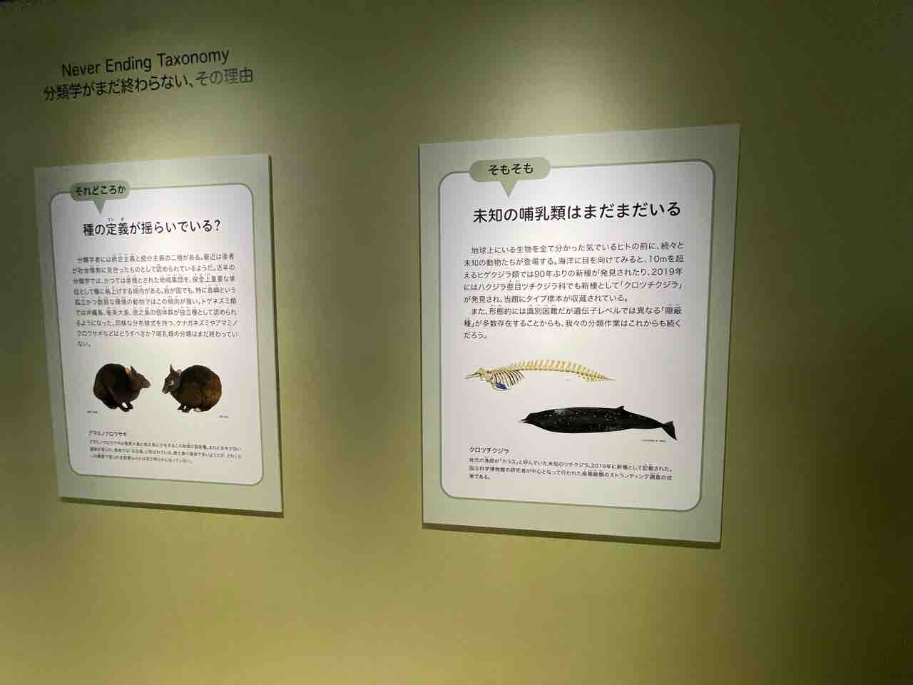国立科学博物館】哺乳類の秘密を知れる!?大哺乳類展3-わけて 国立科学博物館】哺乳類の秘密を知れる!?大哺乳類展3-わけて