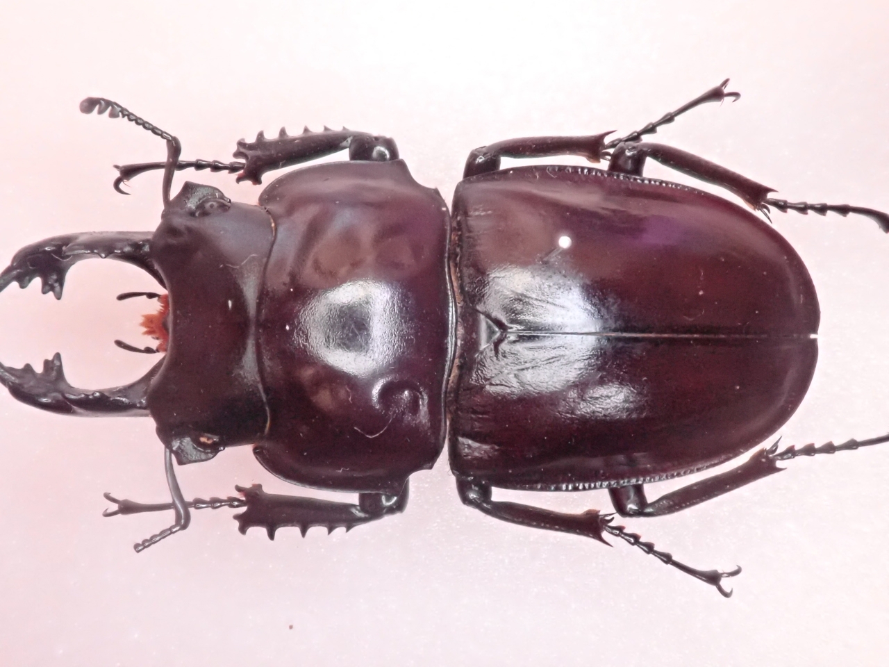 ヤエヤママルバネクワガタの話(2017年) : 寒虫稽古