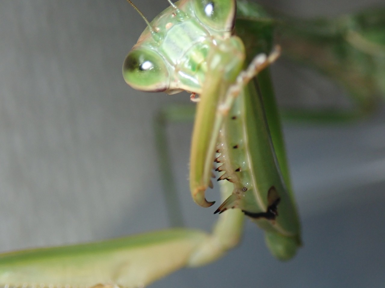俺の推しがこんなに可愛いわけが無い 虫日記 From ﾃﾞｽｽﾄ