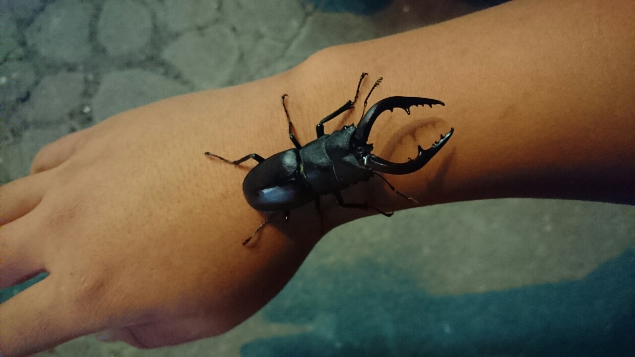 16年ライトトラップまとめ クワガタ編 虫日記 From ﾃﾞｽｽﾄ