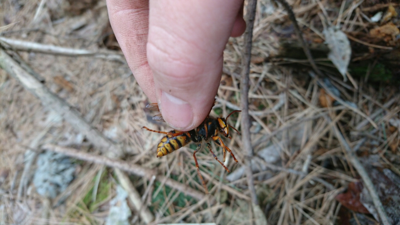 キイロスズメバチ飼育開始 虫日記 From ﾃﾞｽｽﾄ